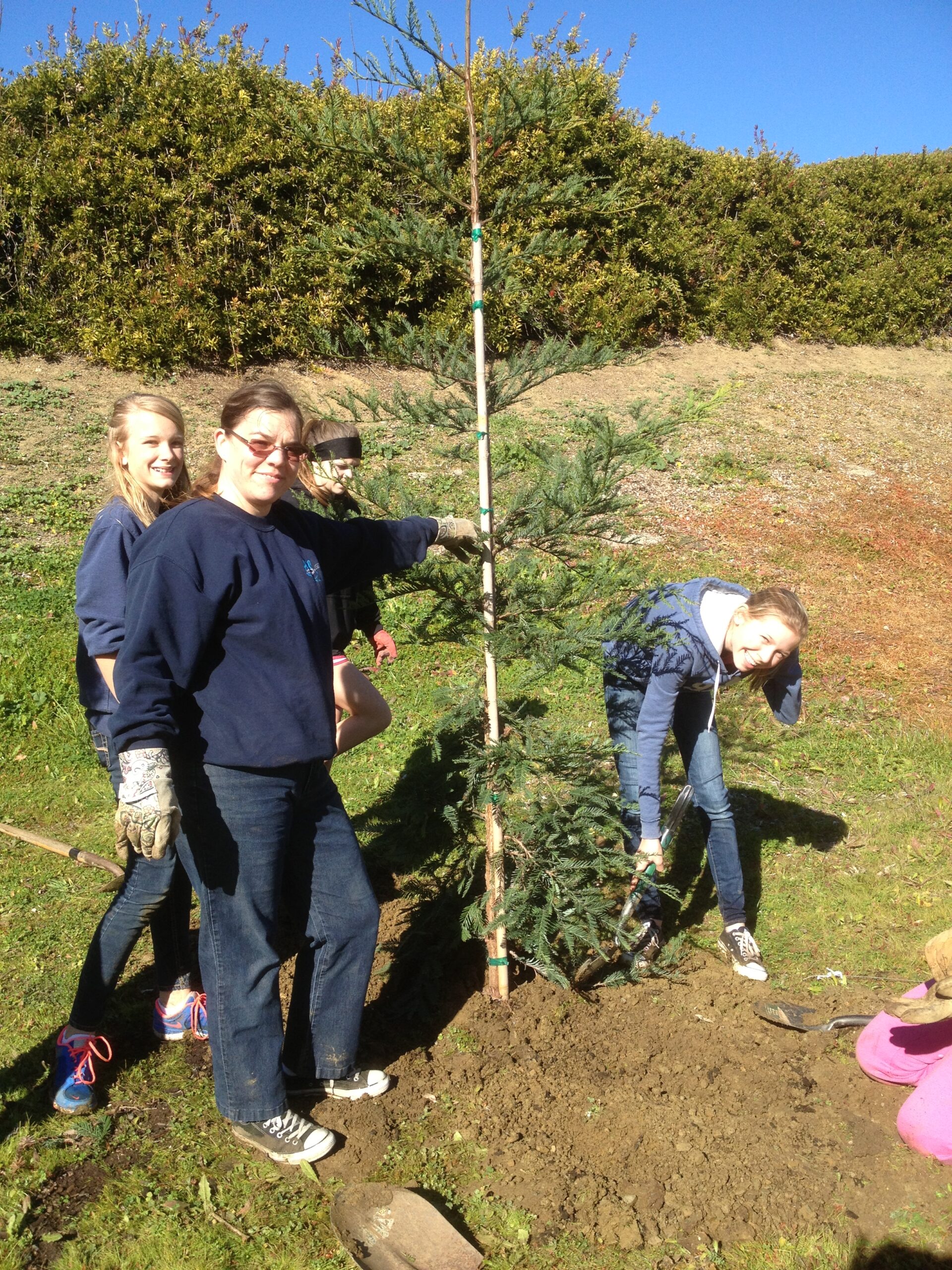 Can Planting Trees Improve Human Health?