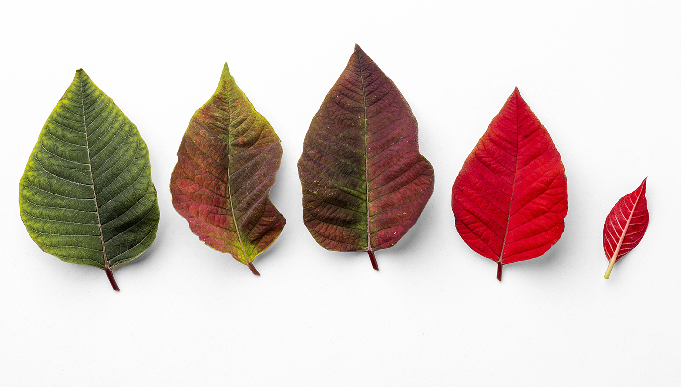 flat-lay-composition-leaves