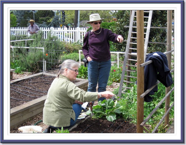 Benicia Community Gardens – Our Community Gardening Partner
