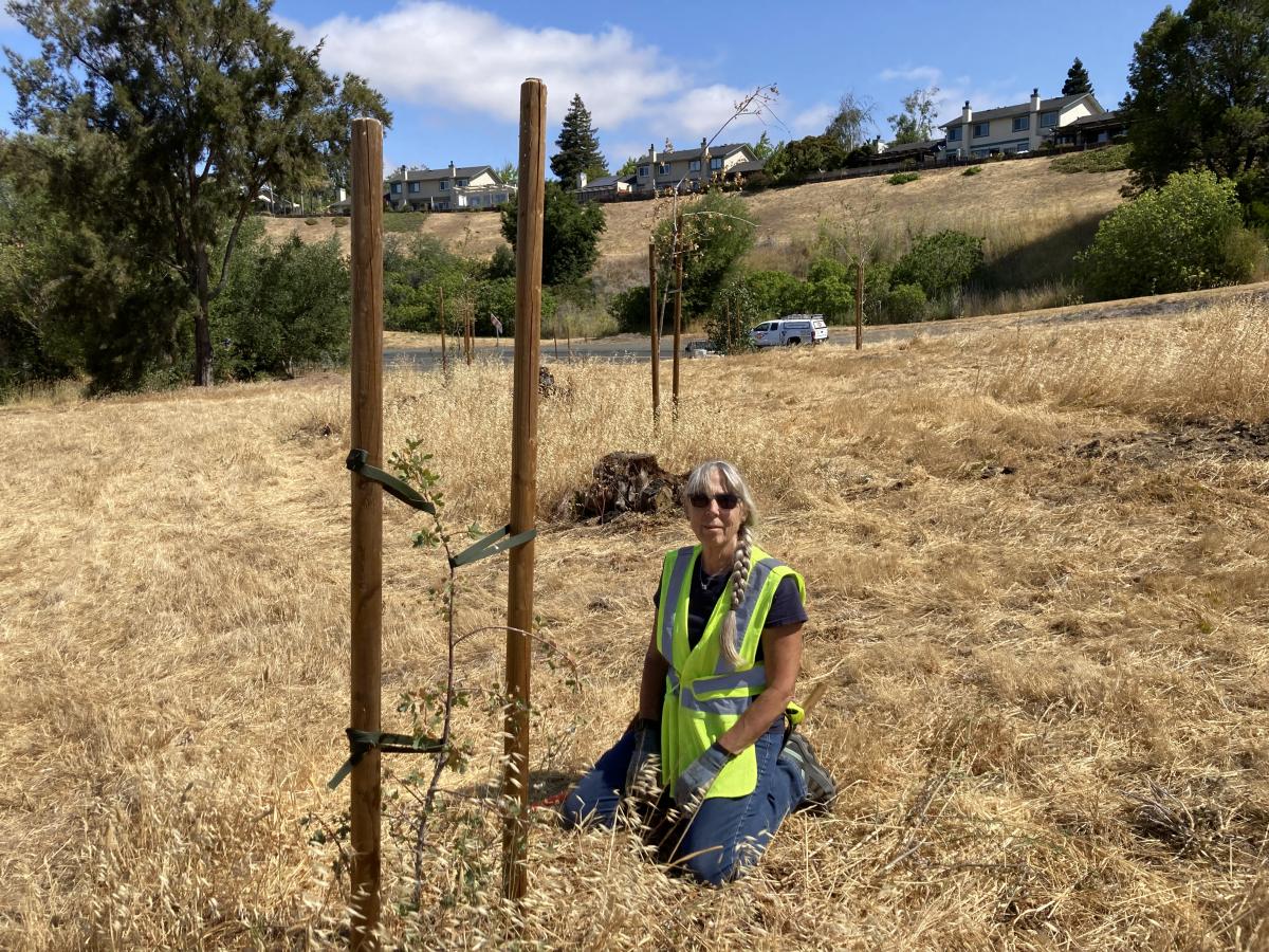 Caltrans Approves Adopt-a-Highway Tree Permit