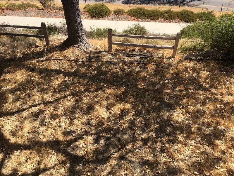 Managing Trees in a Drought