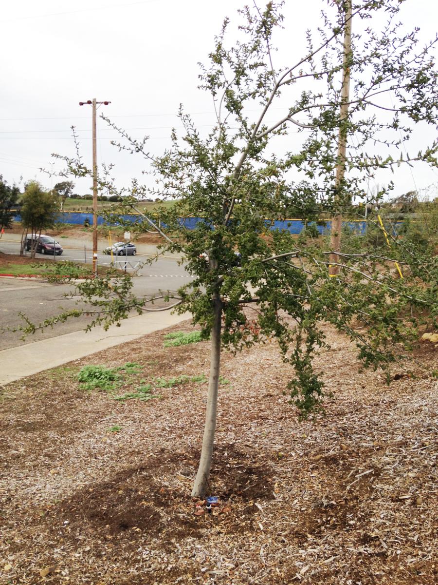 Pruning Underway for Oak Trees at Benicia High