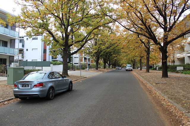 Planting More Street Trees Isn’t the Answer to Climate Change