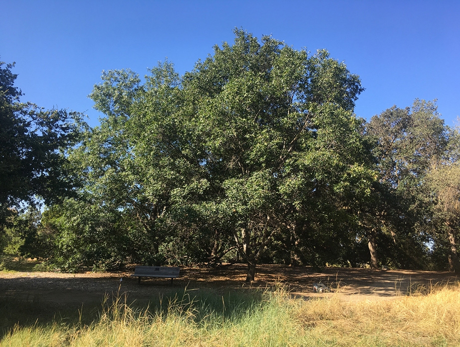 Oak Trees and Climate Change