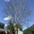 2020-05-30_14_53_30_An_American_sycamore_with_a_severe_infection_of_Sycamore_anthracnose_along_Tranquility_Lane_in_the_Franklin_Farm_section_of_Oak_Hill,_Fairfax_County,_Virginia