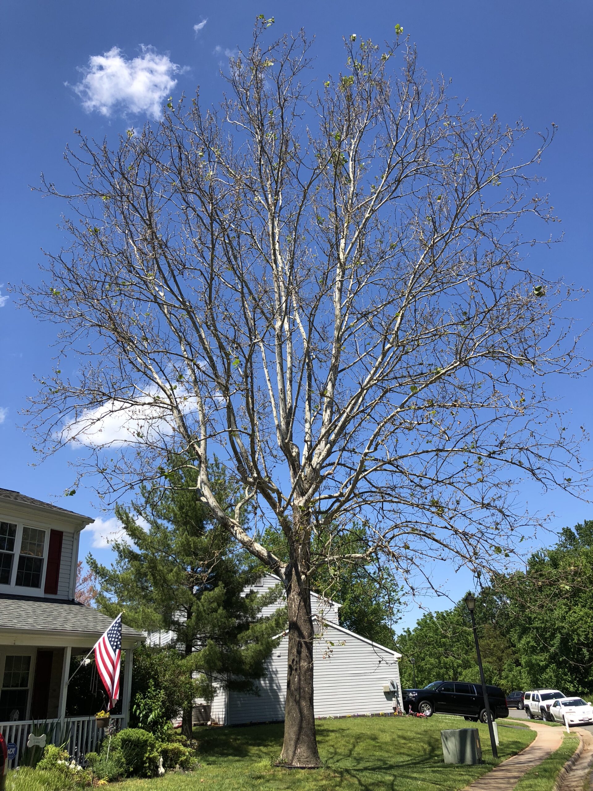 2020-05-30_14_53_30_An_American_sycamore_with_a_severe_infection_of_Sycamore_anthracnose_along_Tranquility_Lane_in_the_Franklin_Farm_section_of_Oak_Hill,_Fairfax_County,_Virginia