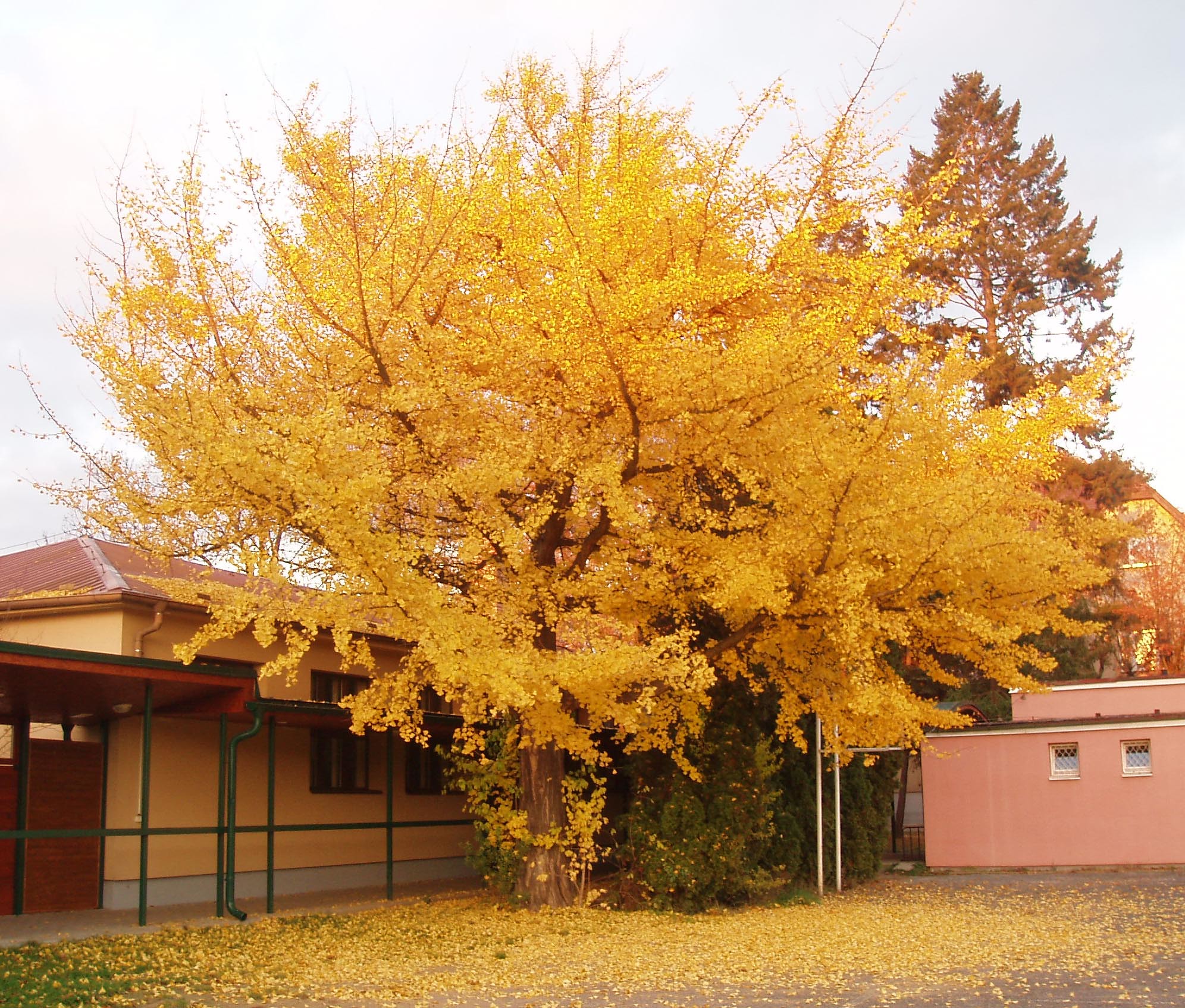 Ginkgos for Small Yards