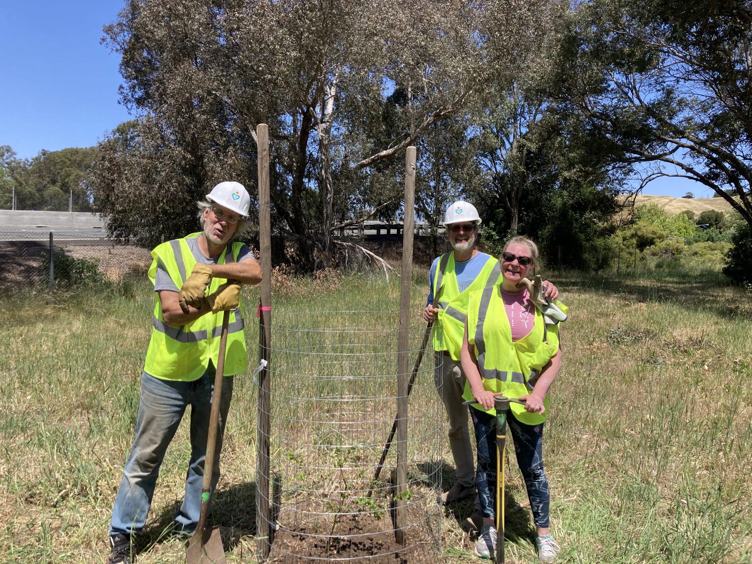 Native Trees Planted at Offramp in Benicia