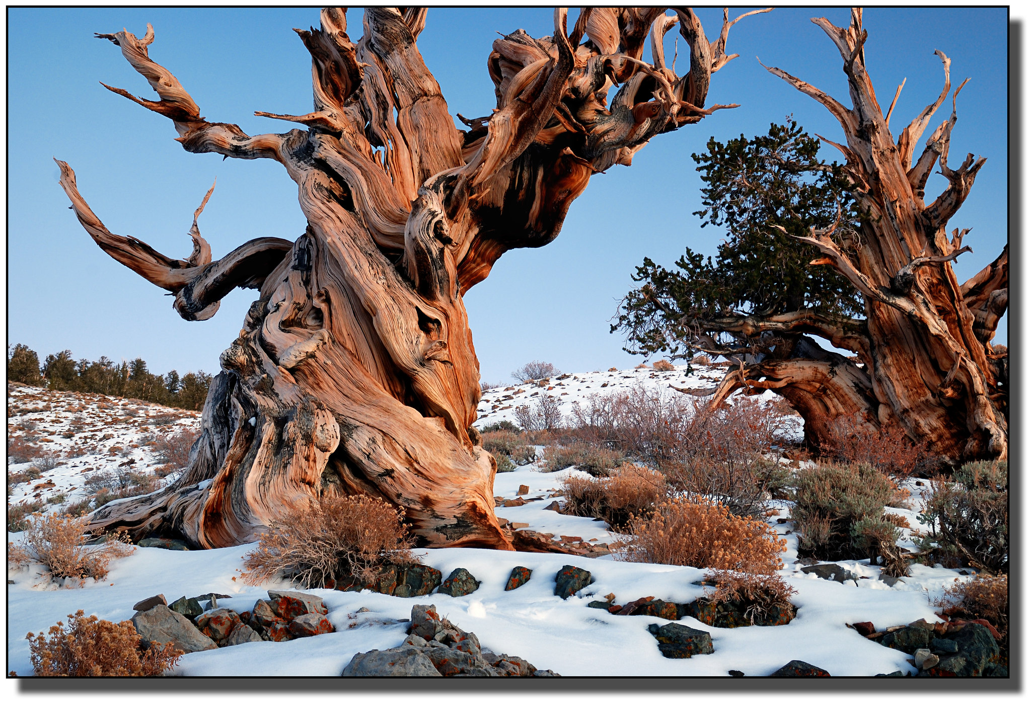 13 Remarkable Trees to See on Public Lands