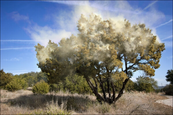 tree_pollen