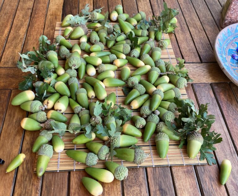 Benicia Tree Foundation