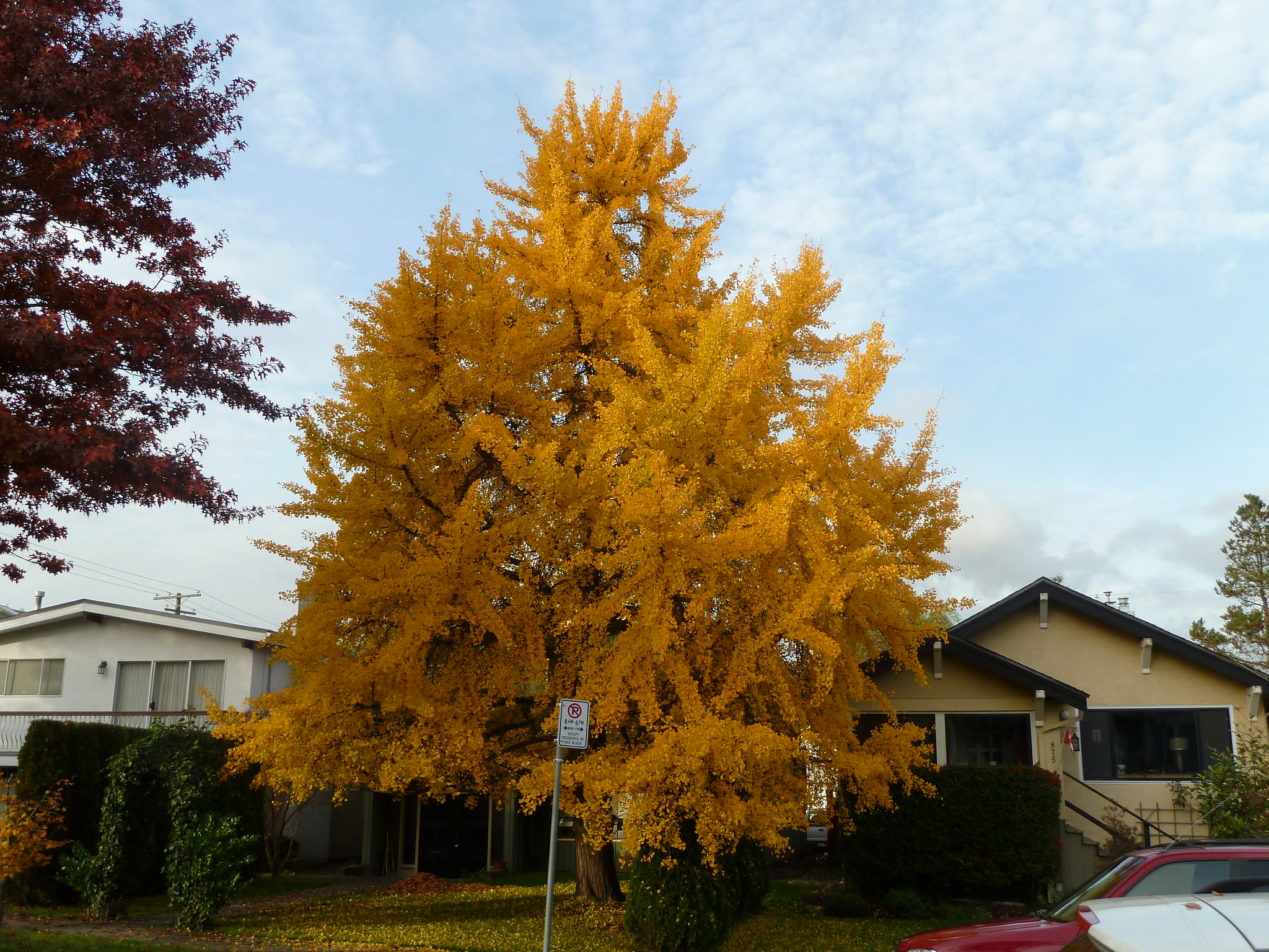 More News on Ginkgo Trees