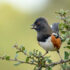 spotted_towhee_contracosta_p.blanchard_CC BY 2.0
