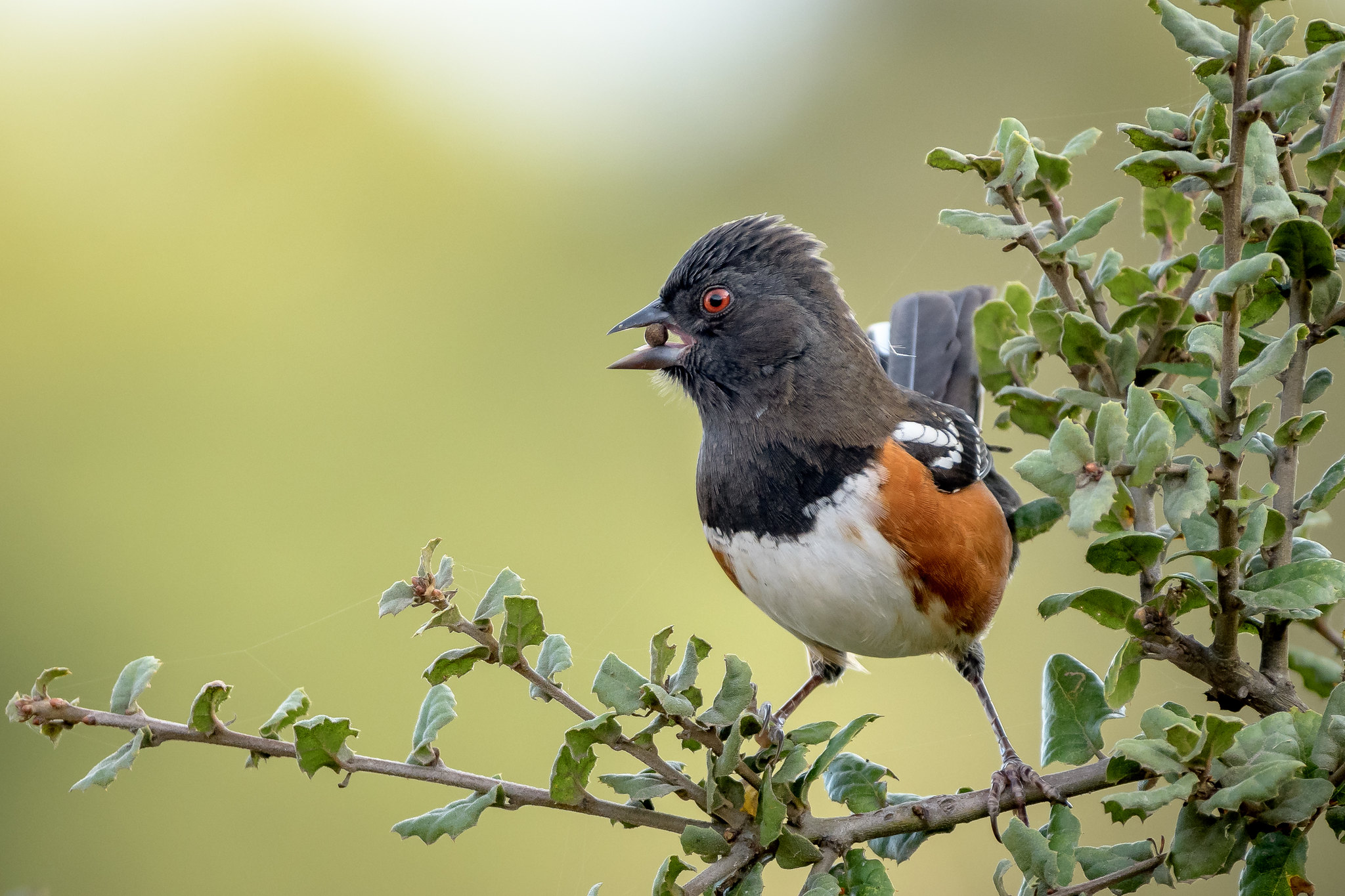 spotted_towhee_contracosta_p.blanchard_CC BY 2.0
