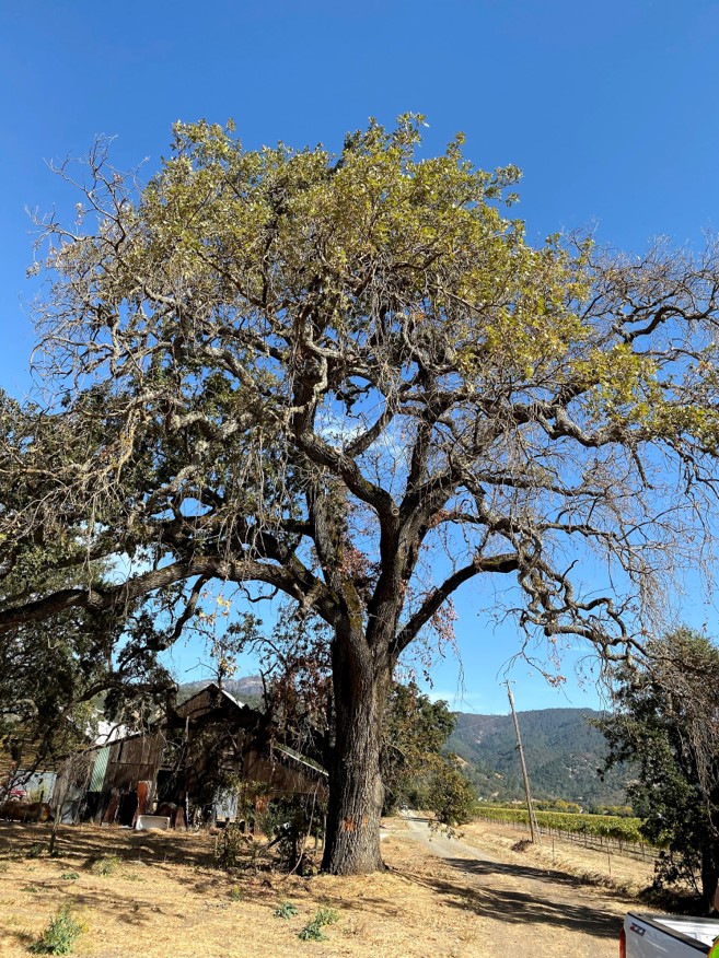 New Pest Killing California Oak Trees