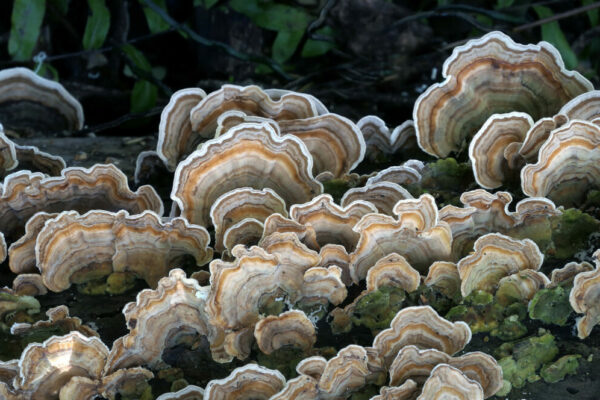 51412002508_b7094357a6_k_trametes_photoby_bernard_spragg