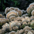 51412002508_b7094357a6_k_trametes_photoby_bernard_spragg