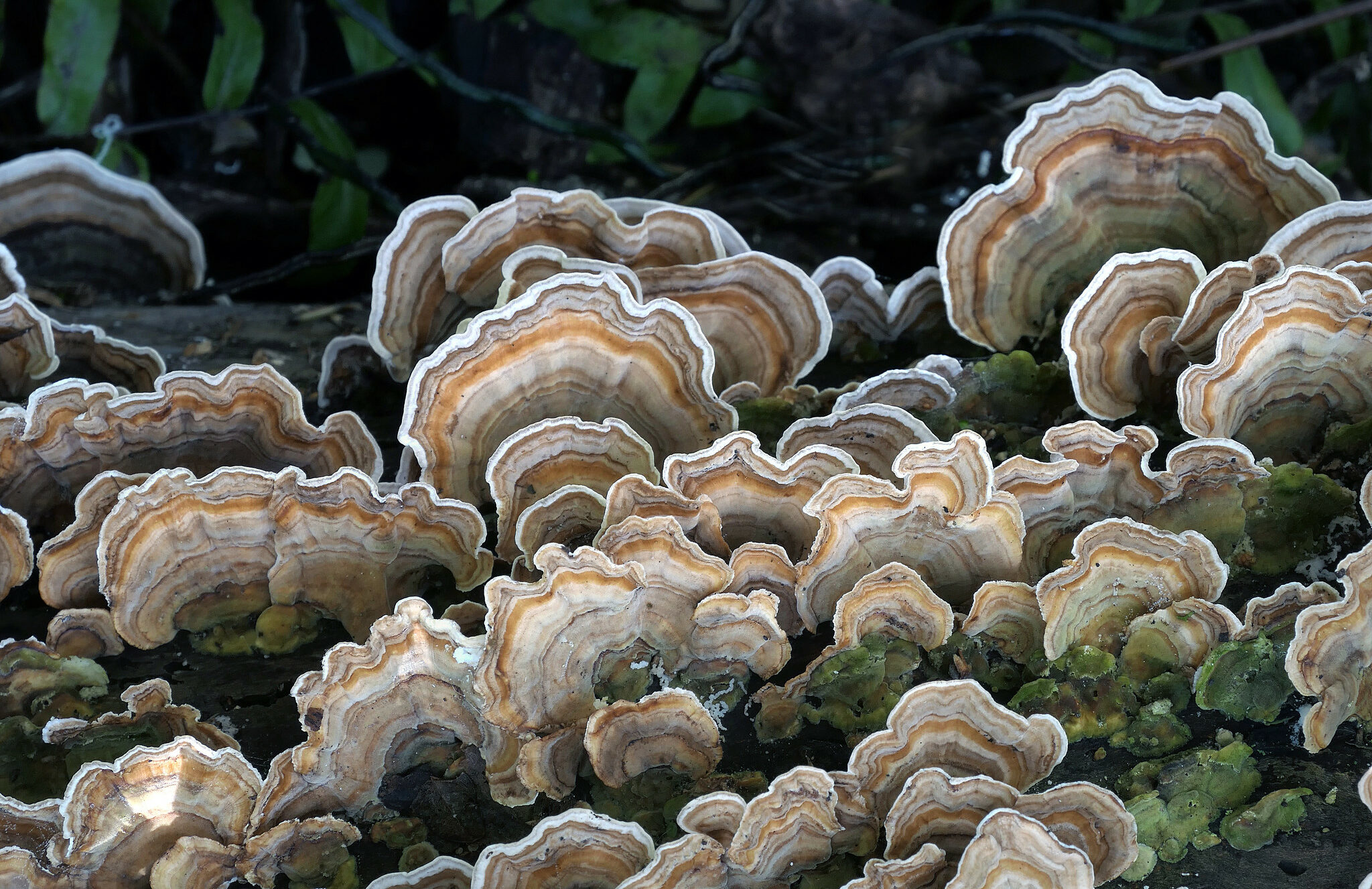 51412002508_b7094357a6_k_trametes_photoby_bernard_spragg