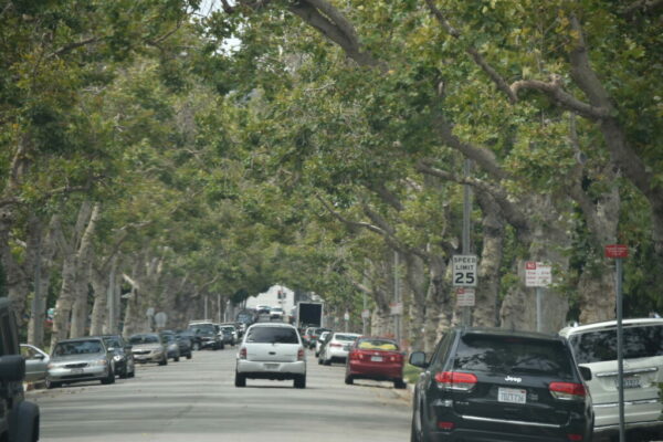Trees in Beverly Hills