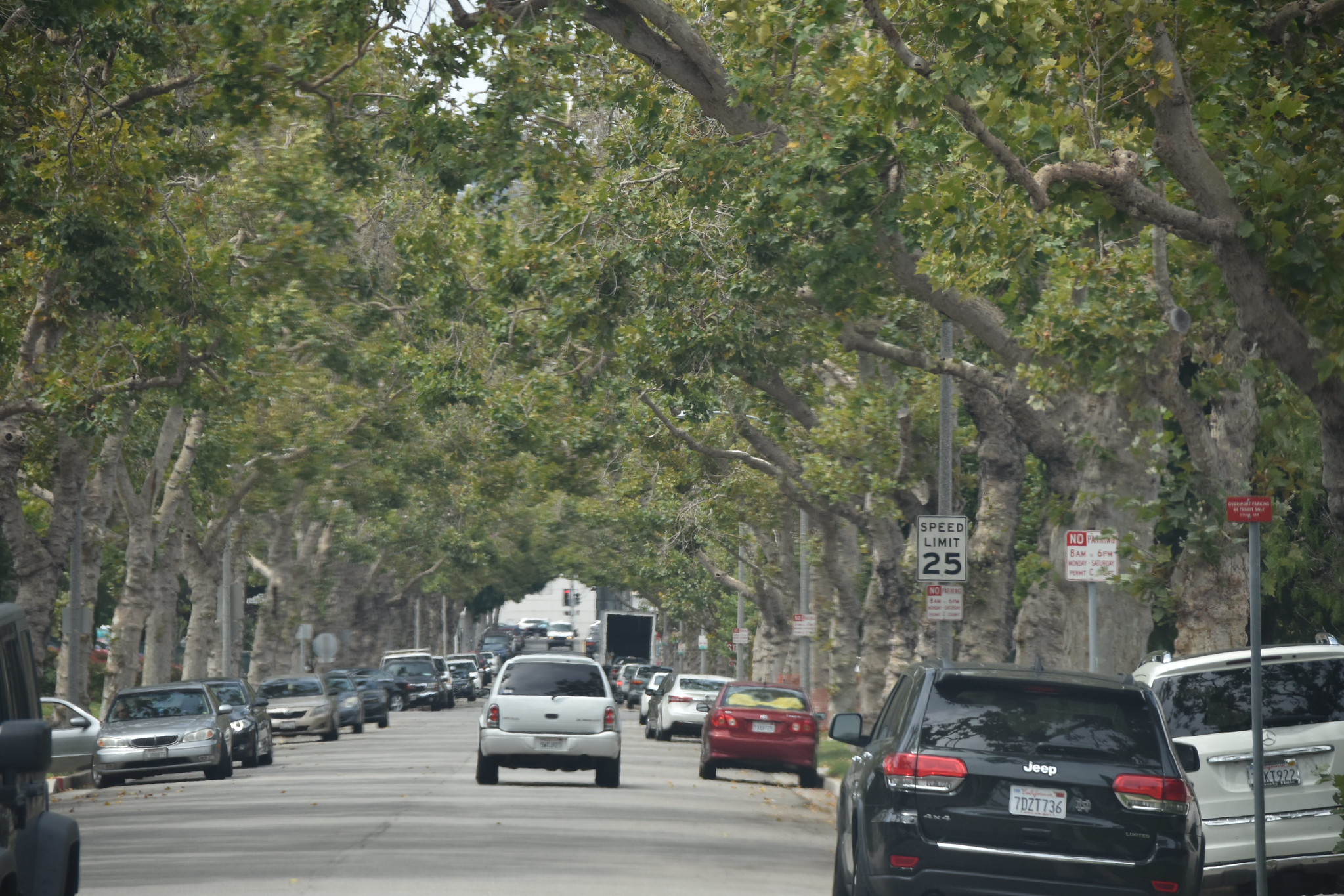 Trees in Beverly Hills