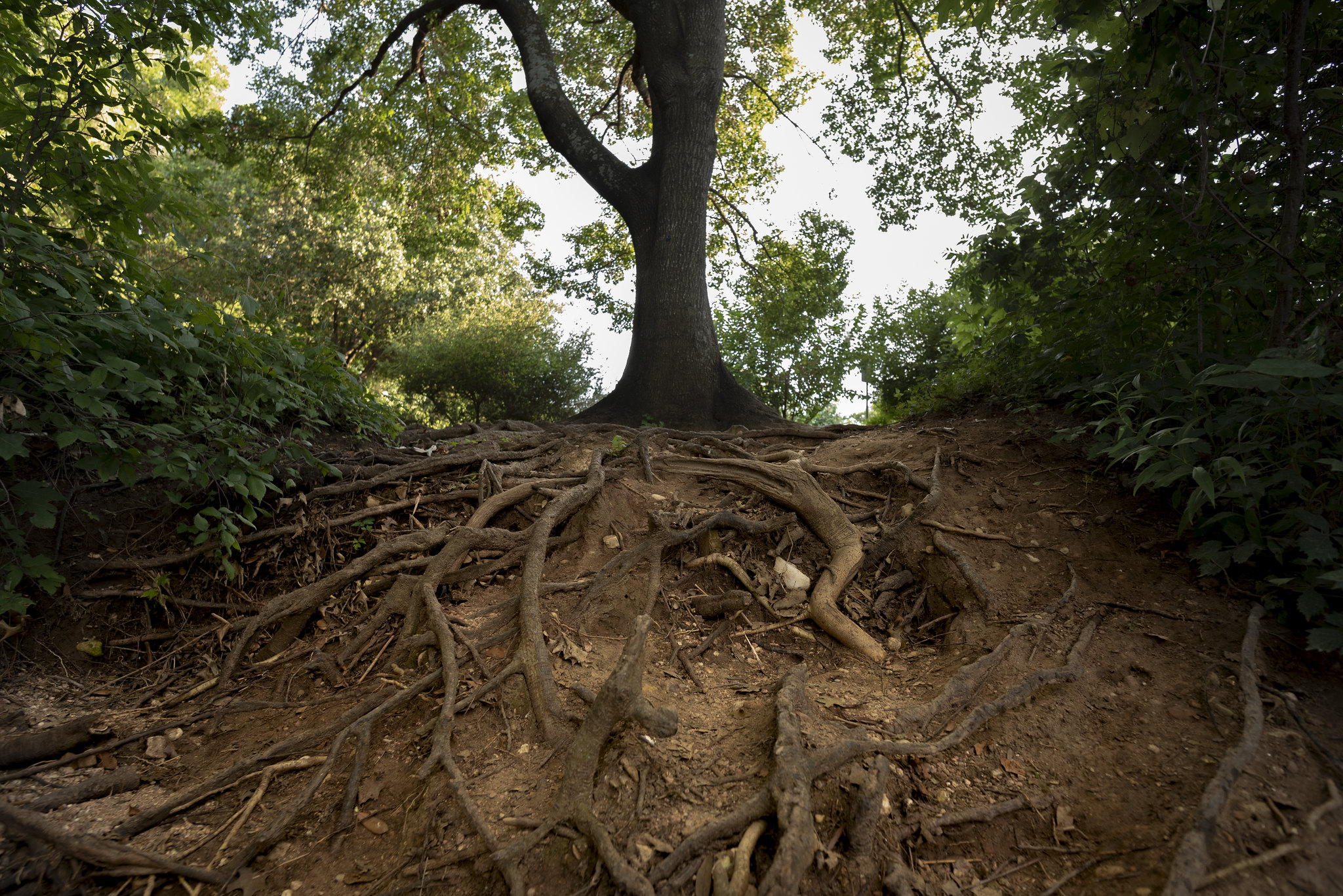 The Underground Truth About Trees